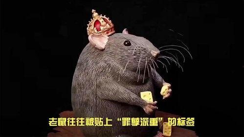 大雨爆料老鼠视频在线观看,城市“鼠患”何时休? 第2张 大雨爆料老鼠视频在线观看,城市“鼠患”何时休? 第2张