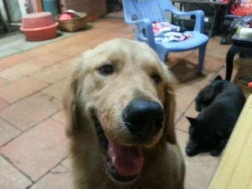 王狗狗家大姐爆料视频,揭秘家庭生活幕后真相 第3张 王狗狗家大姐爆料视频,揭秘家庭生活幕后真相 第3张