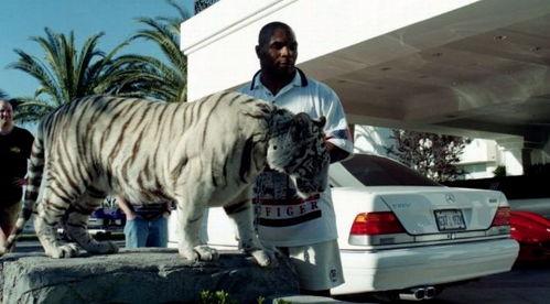 王老虎被爆料了吗视频在线观看,揭秘背后惊人真相 第2张 王老虎被爆料了吗视频在线观看,揭秘背后惊人真相 第2张